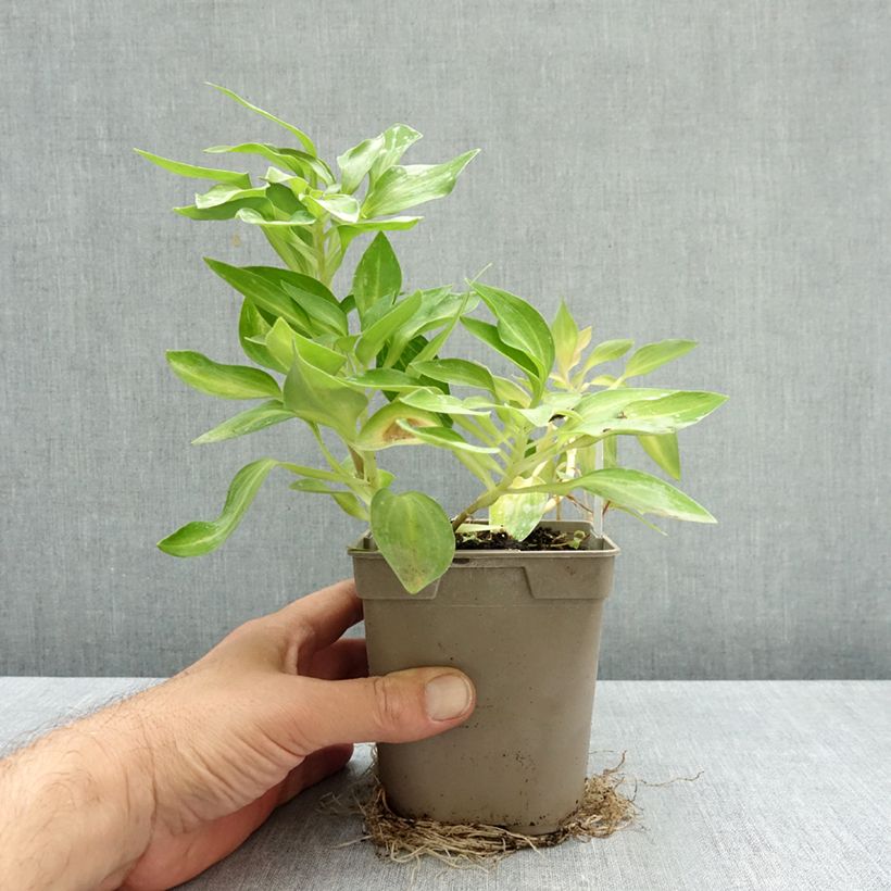 Esemplare di Alstroemeria Duc d'Anjou Nicolas Vaso da 1L/1,5L come consegnato in autunno