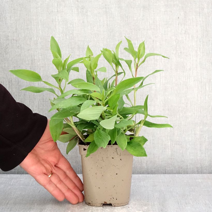 Alstroemeria Duc d'Anjou Nicolas Vaso da 1L/1,5L esemplare consegnato in primavera