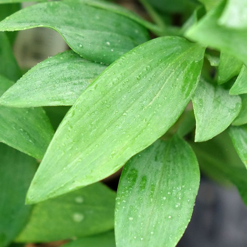 Alstroemeria Duc d'Anjou Pierre (Fogliame)