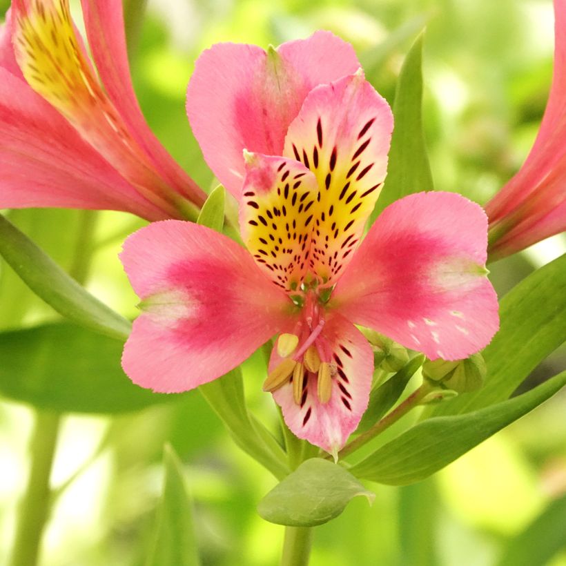 Alstroemeria Duc d'Anjou Pierre (Fioritura)