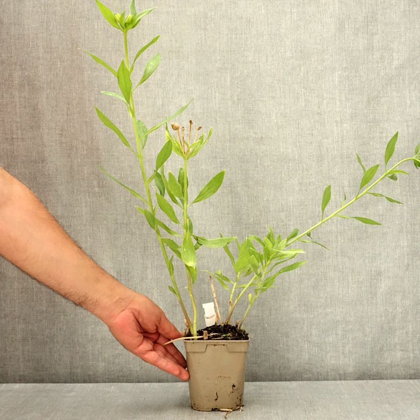 Esemplare di Alstroemeria Duc d'Anjou Pierre Vaso da 1L/1,5L consegnato in estate