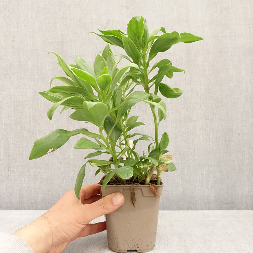 Alstroemeria Duc d'Anjou Pierre Vaso da 1L/1,5L esemplare consegnato in primavera