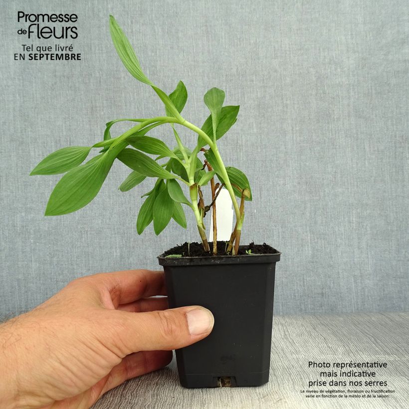Esemplare di Alstroemeria Duc d'Anjou William Vasetto da 8/9 cm come consegnato in autunno
