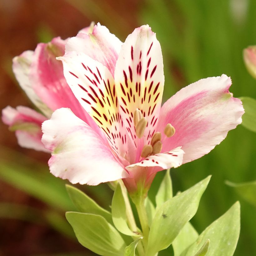 Alstroemeria Duc d'Anjou William (Fioritura)