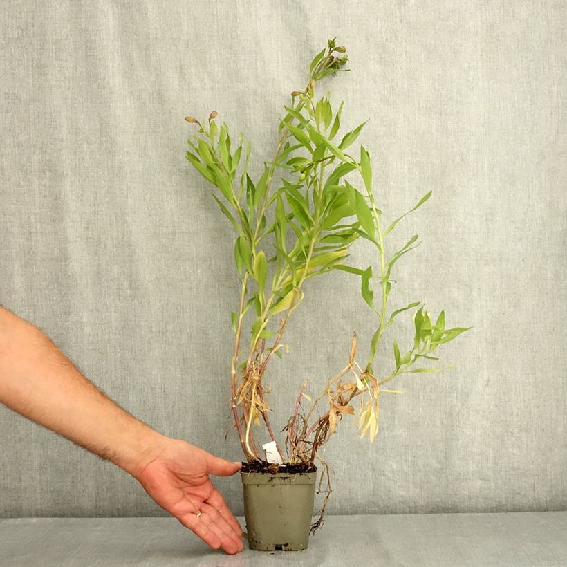 Esemplare di Alstroemeria Duc d'Anjou William Vaso da 1L/1,5L consegnato in estate
