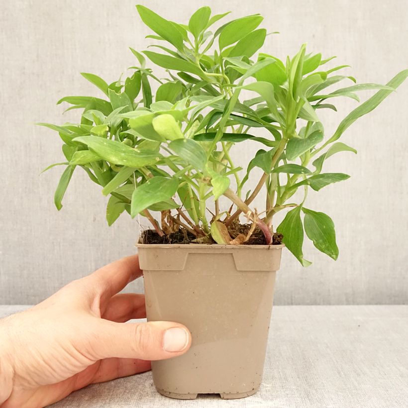 Alstroemeria Duc d'Anjou William Vaso da 1L/1,5L esemplare consegnato in primavera