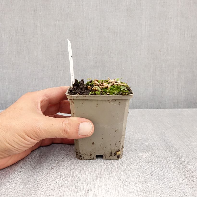 Esemplare di Alstroemeria Duchesses Anne Vasetto da 8/9 cm come consegnato in autunno