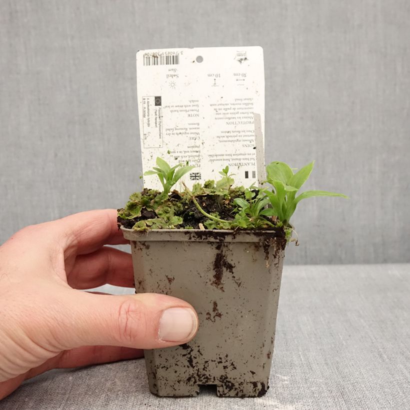 Alstroemeria Duchesses Anne Vasetto da 8/9 cm esemplare consegnato in inverno