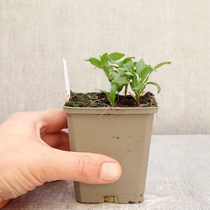 Alstroemeria Duchesses Anne Vasetto da 8/9 cm esemplare consegnato in primavera