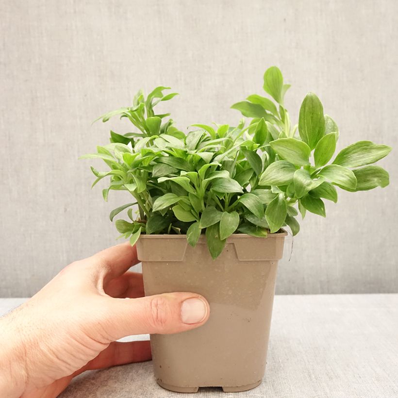 Alstroemeria Duchesses Anne Vaso da 1L/1,5L esemplare consegnato in primavera