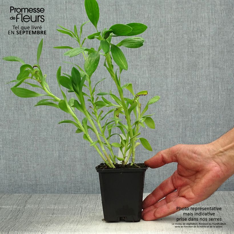 Esemplare di Alstroemeria Duchesses Béatrice Vasetto da 8/9 cm come consegnato in autunno