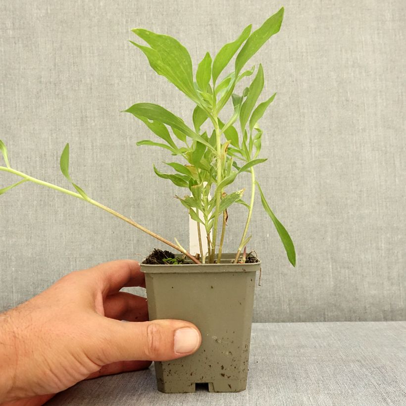 Esemplare di Alstroemeria Duchesses d'Anjou Valentine Vasetto da 8/9 cm consegnato in estate