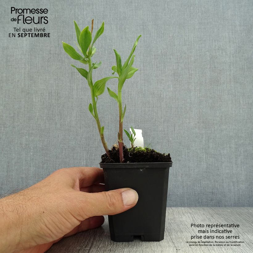 Esemplare di Alstroemeria Duchesses Diane Vasetto da 8/9 cm come consegnato in autunno