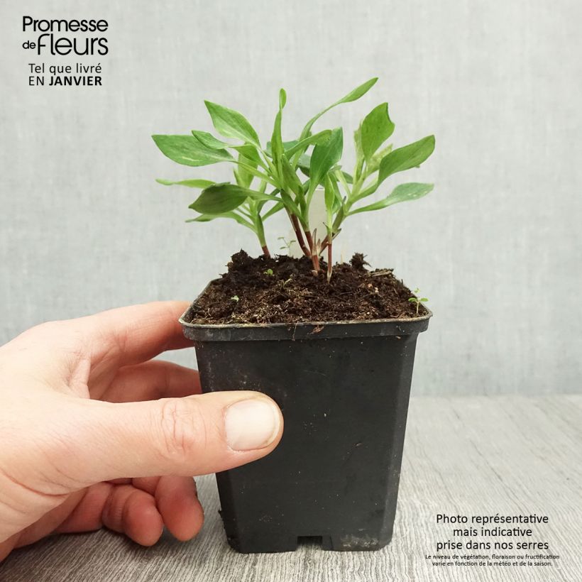 Alstroemeria Duchesses Diane Vasetto da 8/9 cm esemplare consegnato in inverno