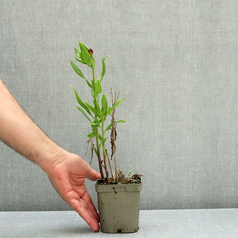 Esemplare di Alstroemeria Duchesses Diane Vaso da 1L/1,5L come consegnato in autunno