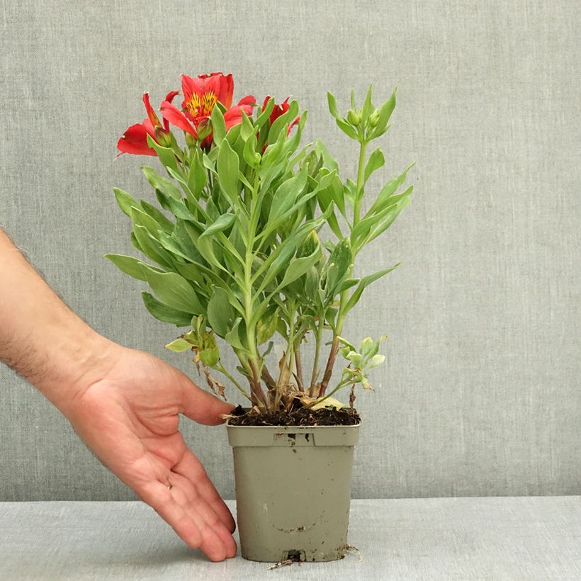 Esemplare di Alstroemeria Duchesses Diane Vaso da 1L/1,5L consegnato in estate