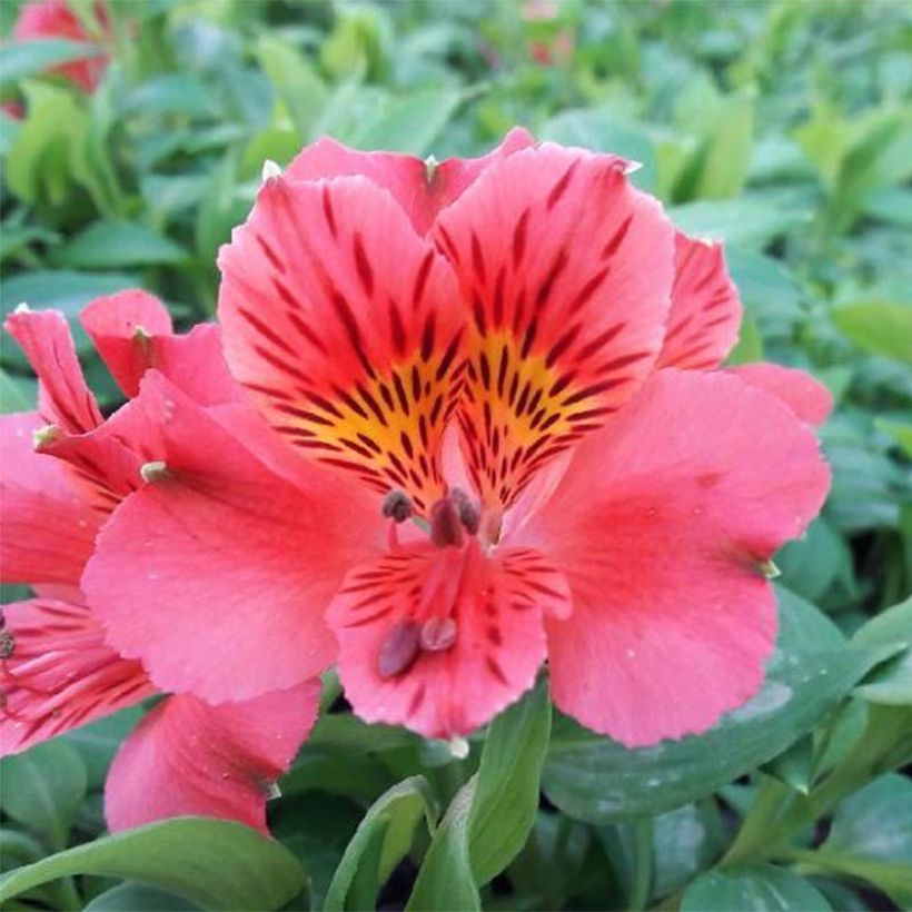 Alstroemeria Duchesse Elisabeth (Fioritura)