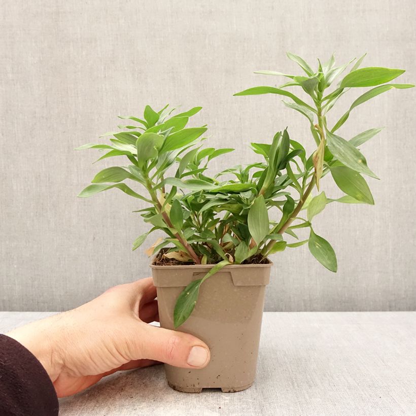 Alstroemeria Duchesses Marguerite Vaso da 1L/1,5L esemplare consegnato in primavera