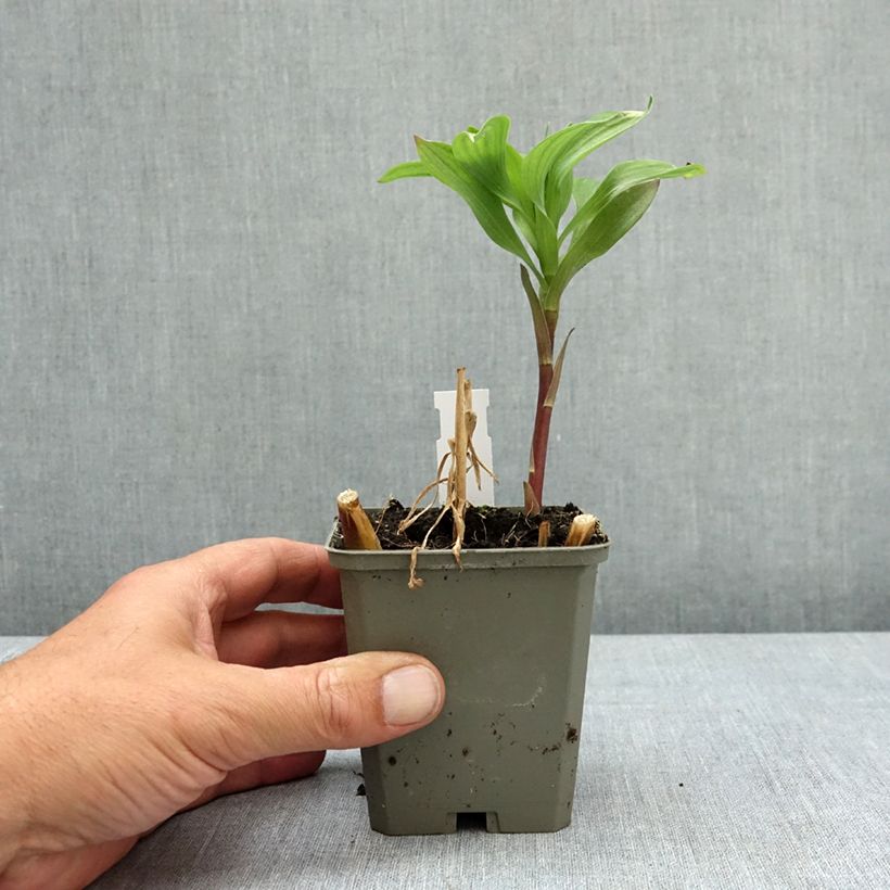 Alstroemeria Majestic Authion - Lys des Incas Vasetto da 8/9 cm esemplare consegnato in primavera
