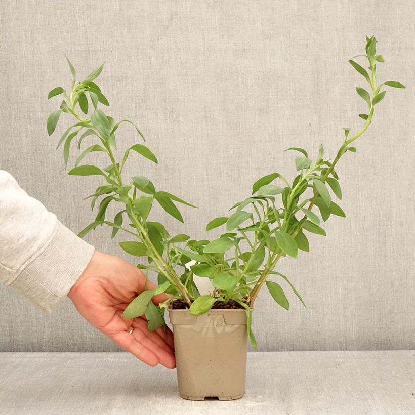 Alstroemeria Majestic Layon Vaso da 1L/1,5L esemplare consegnato in primavera