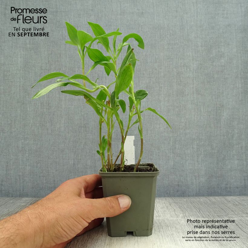 Esemplare di Alstroemeria Majestic Liré Vasetto da 8/9 cm come consegnato in autunno