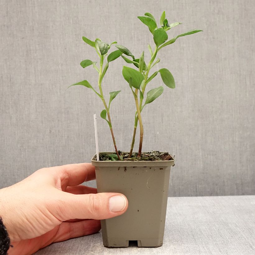 Alstroemeria Majestic Marcé Vasetto da 8/9 cm esemplare consegnato in inverno