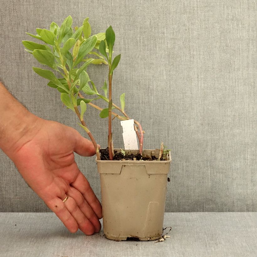 Esemplare di Alstroemeria Majestic Marcé Vaso da 1L/1,5L consegnato in estate