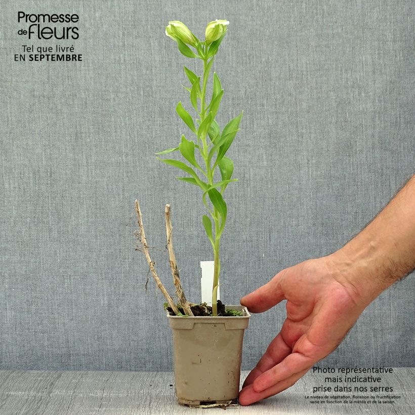 Esemplare di Alstroemeria Majestic Mazé Vasetto da 8/9 cm come consegnato in autunno