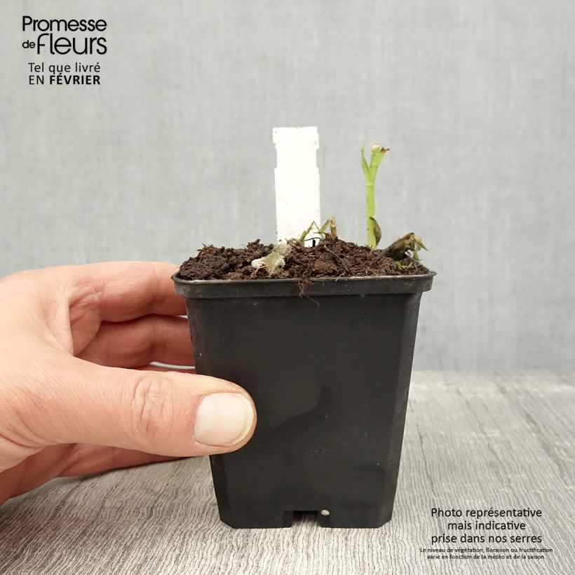 Alstroemeria Majestic Mazé Vasetto da 8/9 cm esemplare consegnato in inverno