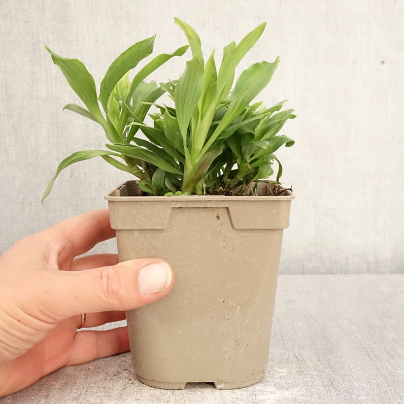 Alstroemeria Majestic Mazé Vaso da 1L/1,5L esemplare consegnato in primavera