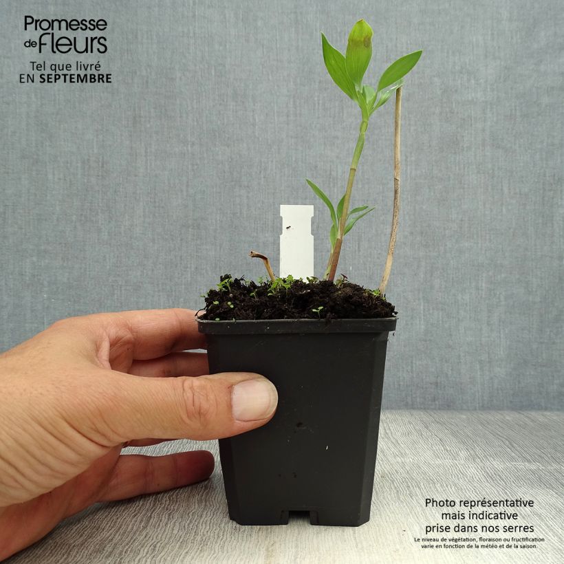 Esemplare di Alstroemeria Majestic Montsoreau Vasetto da 8/9 cm come consegnato in autunno