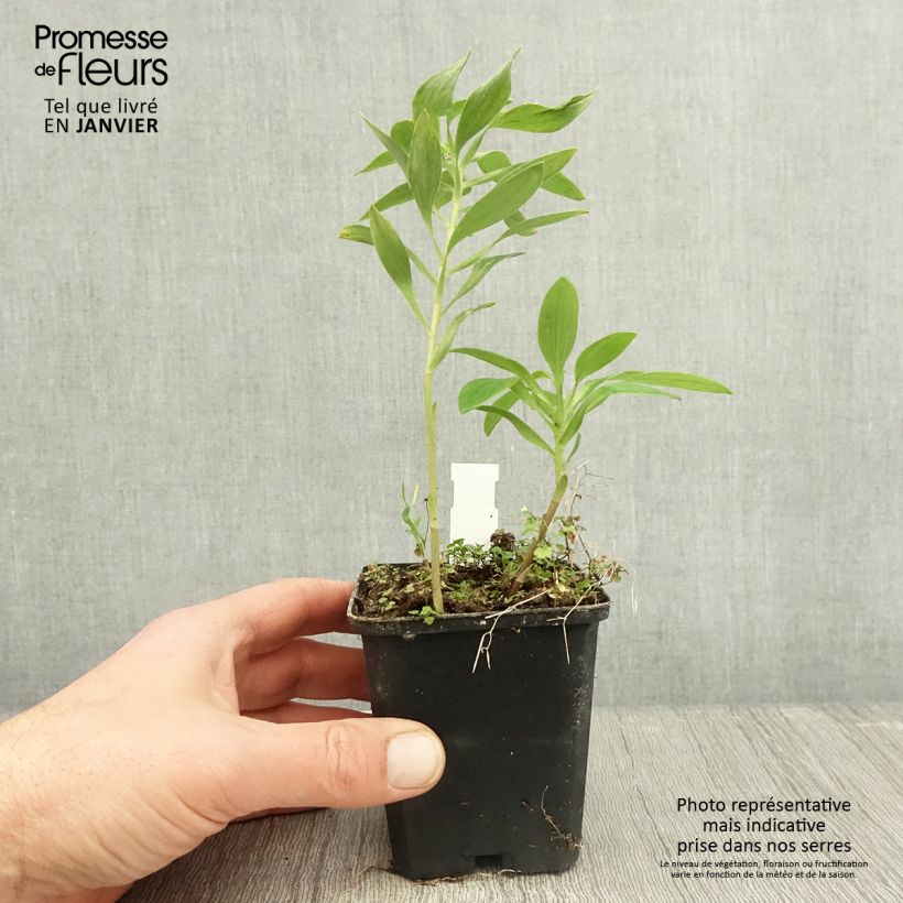 Alstroemeria Majestic Montsoreau Vasetto da 8/9 cm esemplare consegnato in inverno