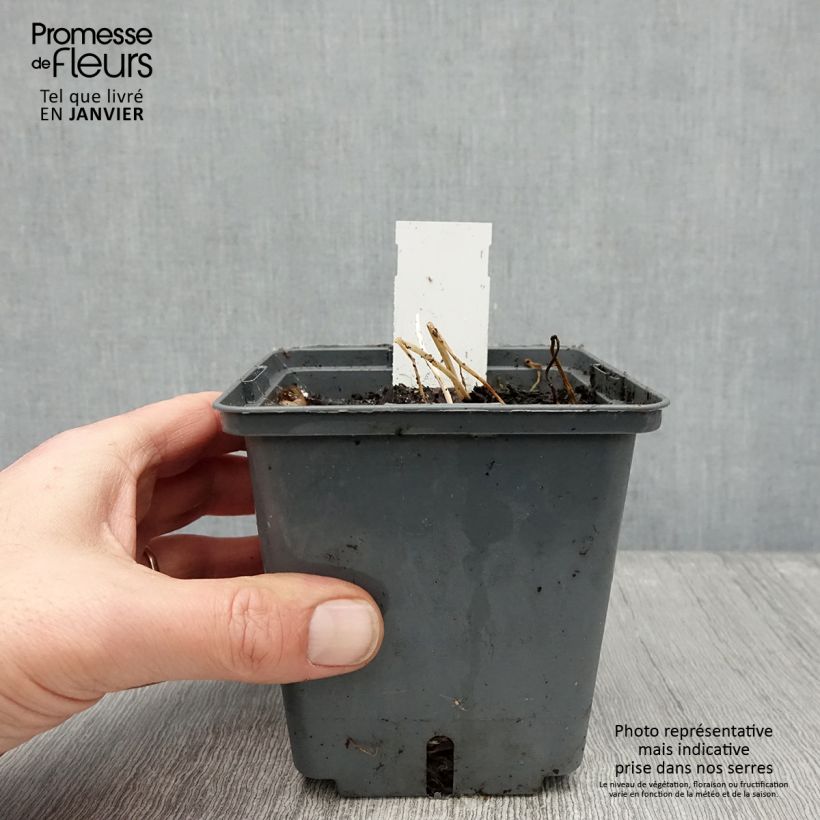 Alstroemeria Majestic Montsoreau Vaso da 1L/1,5L esemplare consegnato in inverno