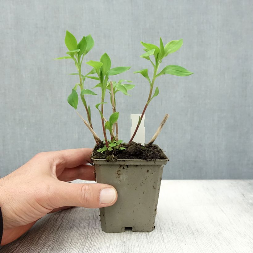 Esemplare di Alstroemeria Majestic Aubance Vasetto da 8/9 cm come consegnato in autunno