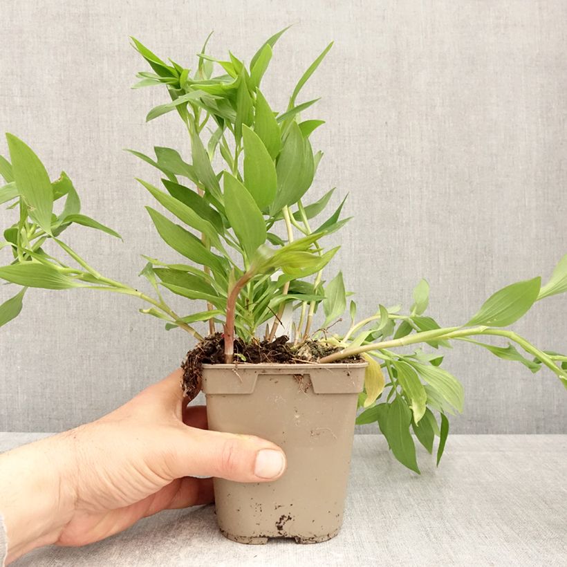 Alstroemeria Majestic Avrillé Vaso da 1L/1,5L esemplare consegnato in primavera