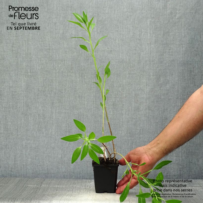 Esemplare di Alstroemeria Majestic Briançon Vasetto da 8/9 cm come consegnato in autunno
