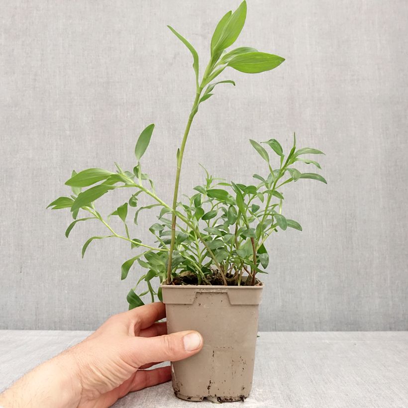 Alstroemeria Majestic Brissac Vaso da 1L/1,5L esemplare consegnato in primavera