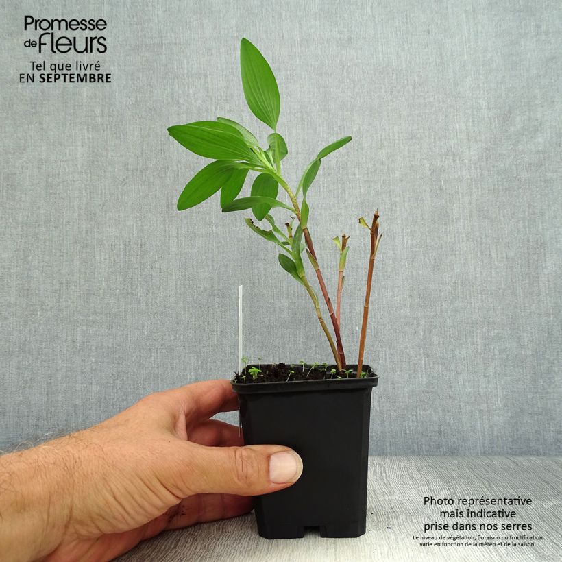Esemplare di Alstroemeria Majestic Chinon Vasetto da 8/9 cm come consegnato in autunno