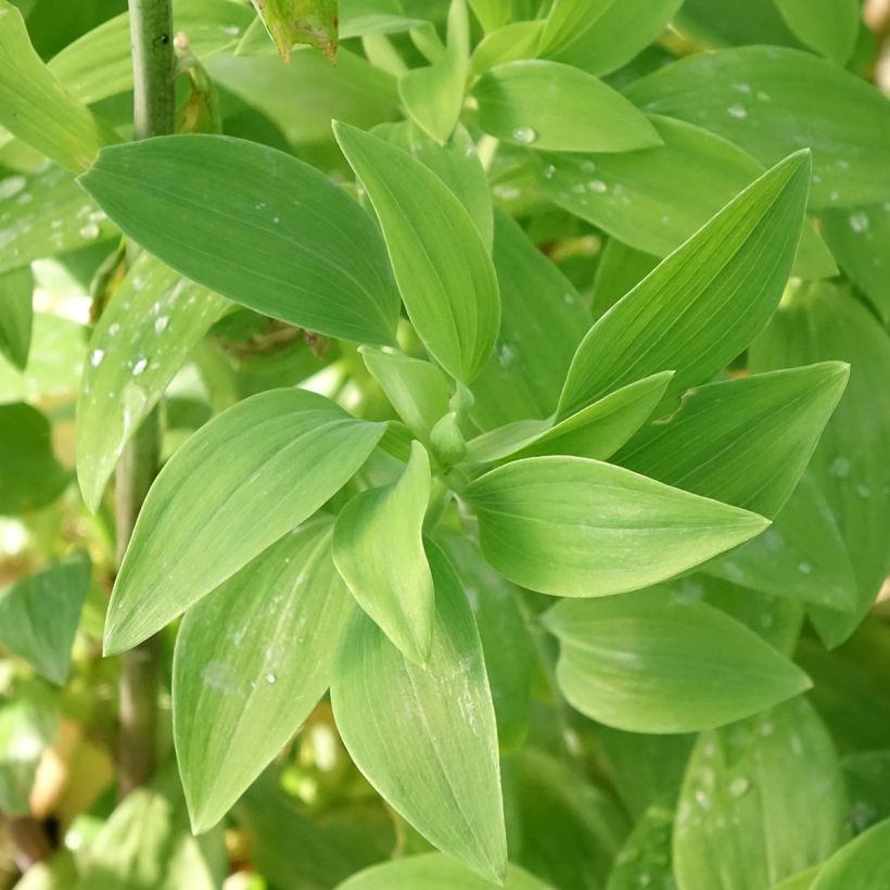 Alstroemeria Majestic Chinon (Fogliame)