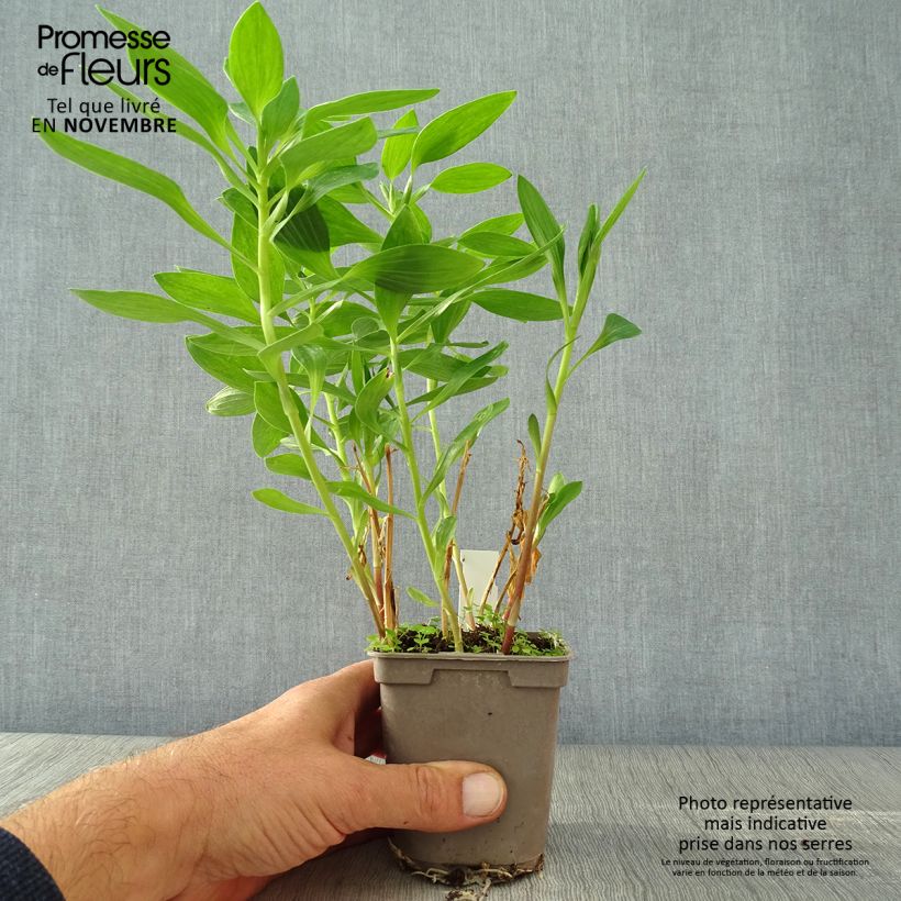 Esemplare di Alstroemeria Majestic Fougeré Vasetto da 8/9 cm come consegnato in autunno