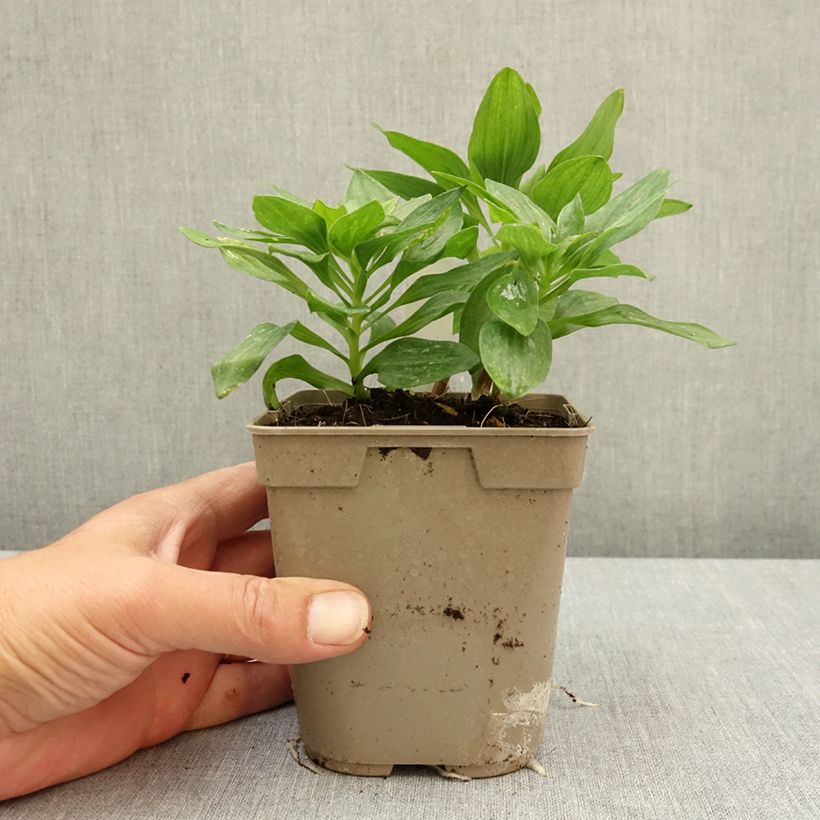 Alstroemeria Pitchounes Charlotte - Lys des Incas Vaso da 1L/1,5L esemplare consegnato in primavera