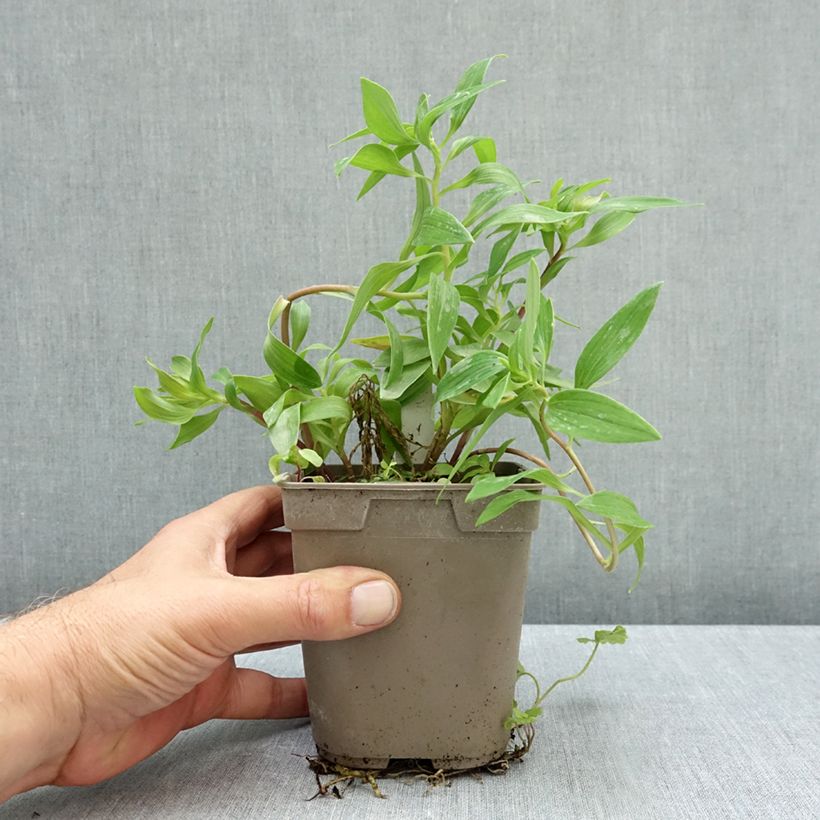 Esemplare di Alstroemeria Pitchounes Gaspard Vaso da 1L/1,5L come consegnato in autunno