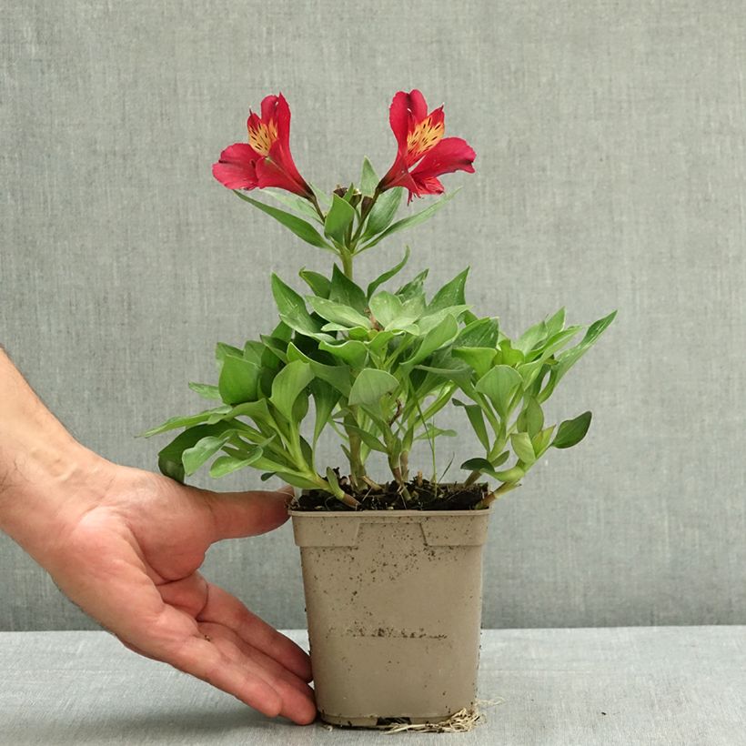 Esemplare di Alstroemeria Pitchounes Gaspard Vaso da 1L/1,5L consegnato in estate