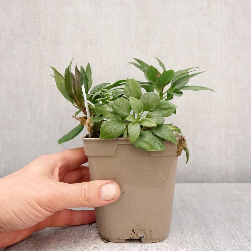 Alstroemeria Pitchounes Gaspard Vaso da 1L/1,5L esemplare consegnato in primavera