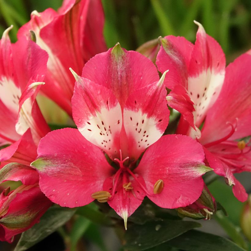Alstroemeria Pitchounes Lily Rose (Fioritura)