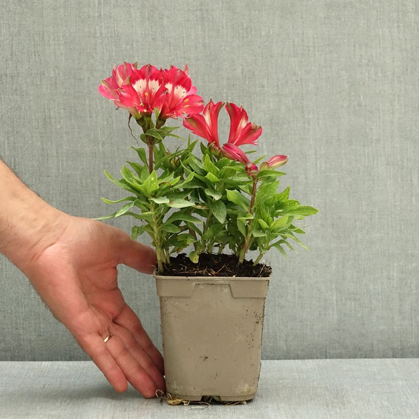 Esemplare di Alstroemeria Pitchounes Lily Rose Vaso da 1L/1,5L consegnato in estate