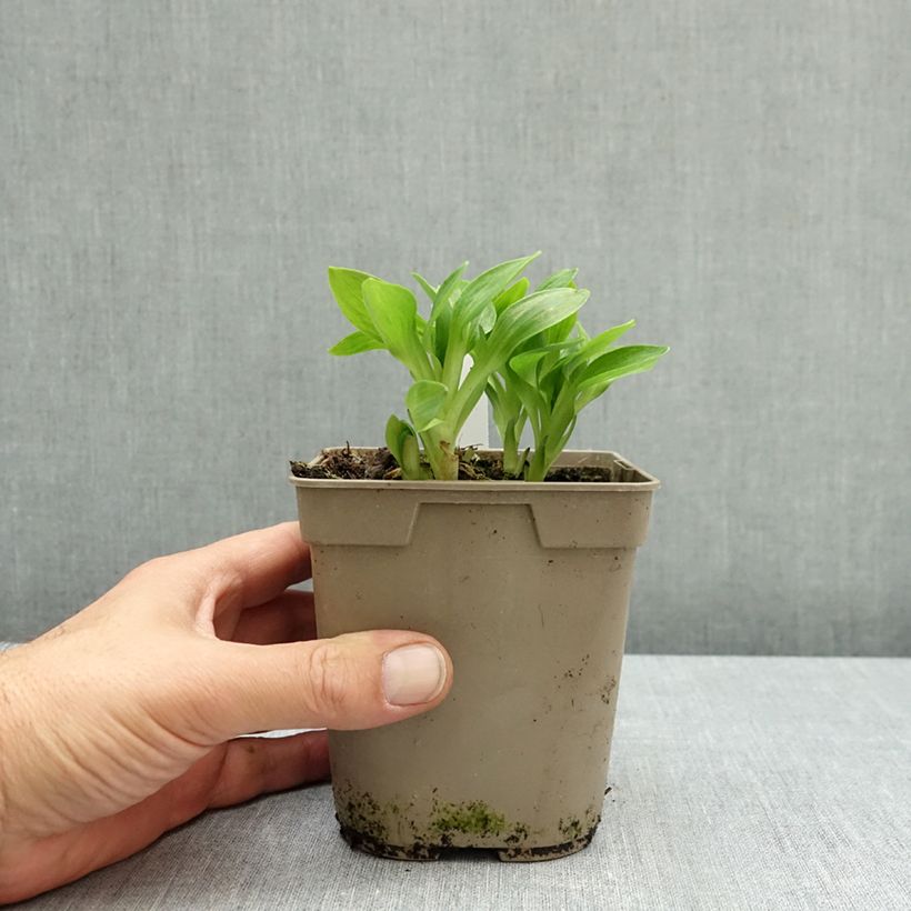 Esemplare di Alstroemeria Pitchounes Lola Vaso da 1L/1,5L come consegnato in autunno