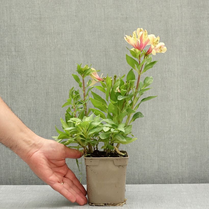 Alstroemeria Pitchounes Noah Vaso da 1L/1,5L esemplare consegnato in primavera