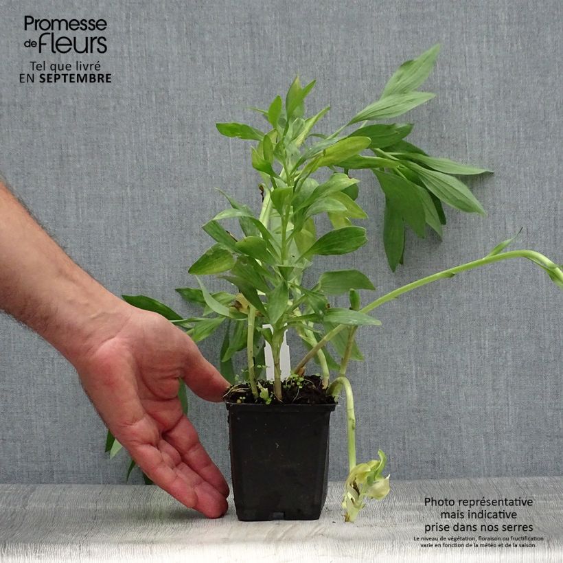 Esemplare di Alstroemeria Pitchounes Oceane Vasetto da 8/9 cm come consegnato in autunno