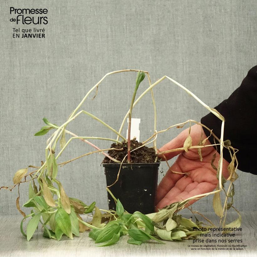 Alstroemeria Pitchounes Oceane Vasetto da 8/9 cm esemplare consegnato in inverno